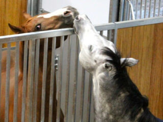 Kissing horses